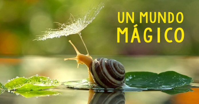 20 imagenes magicas que revelan la autentica belleza de los caracoles BANNER