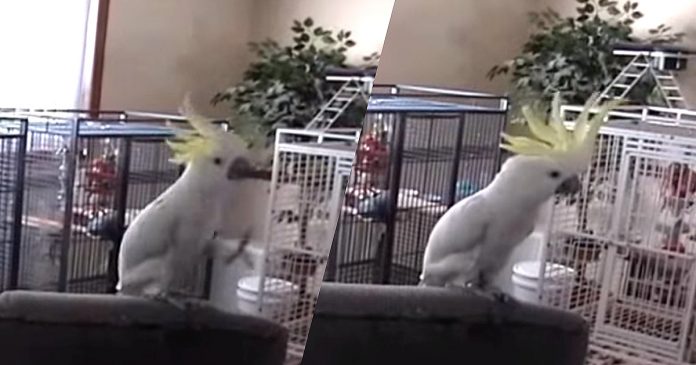 Esta cacatua lleva el ritmo en la sangre banner