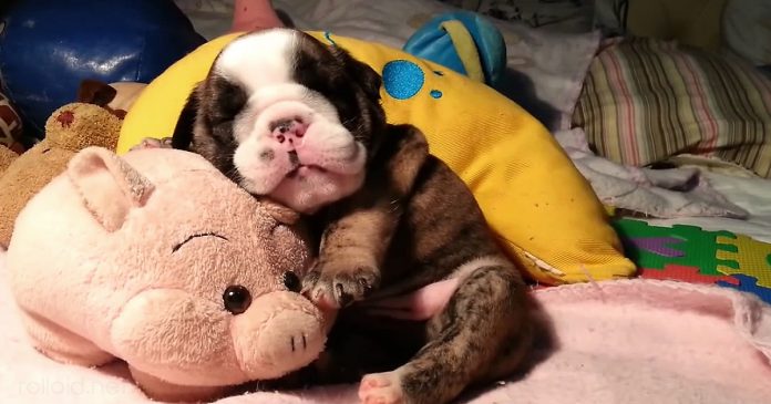 Este cachorrito de bulldog ingles roncando sera lo mas adorable q veas hoy banner