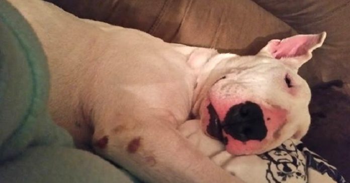 La increible reaccion de este perro cuando ve por primera vez una cama