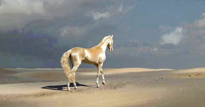 Los Ahkal Teke caballos celestiales mas hermosos del mundo oro banner