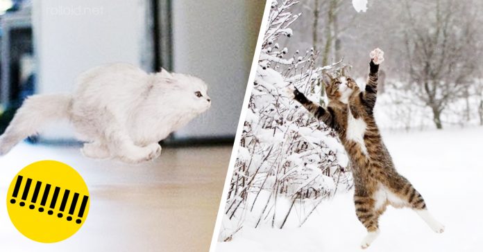 Fotografias gatos pueden volar banner