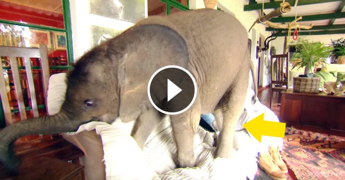 Bebe elefante no se separa de su salvadora banner
