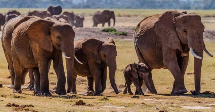 La mayoria de los animales no tienen las abuelas Pero los elefantes si banner