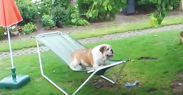 bulldog hamaca jugando lluvia jardin banner