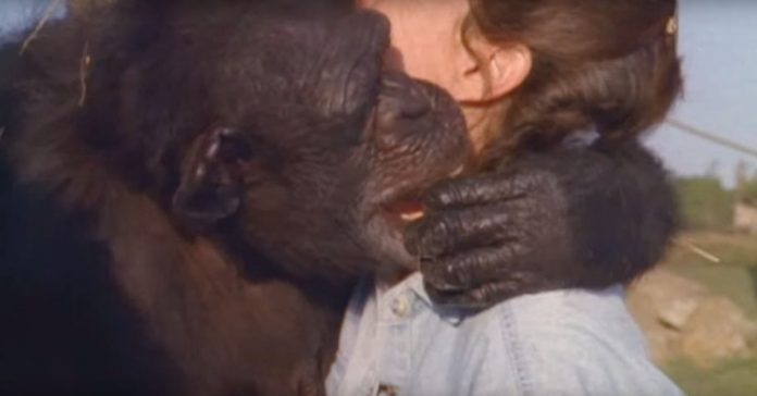 chimpances nunca olvidaron lo que hizo esta mujer banner