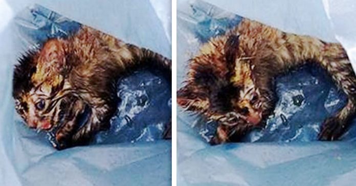 gatito abandonado cubo basura banner