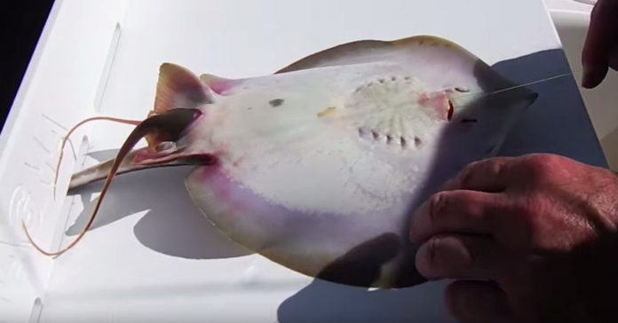 Un pescador se viraliza al encontrarse una raya muy peculiar en medio del océano 2 A stingray