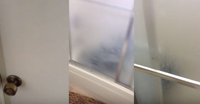 shower dog