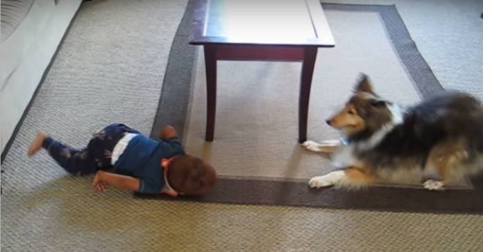 Un bebé y su 'cachorro' se viralizan cuando su padre los pilla in fraganti en vídeo 2 3428a5669b93d6510aa54036cf53b79e