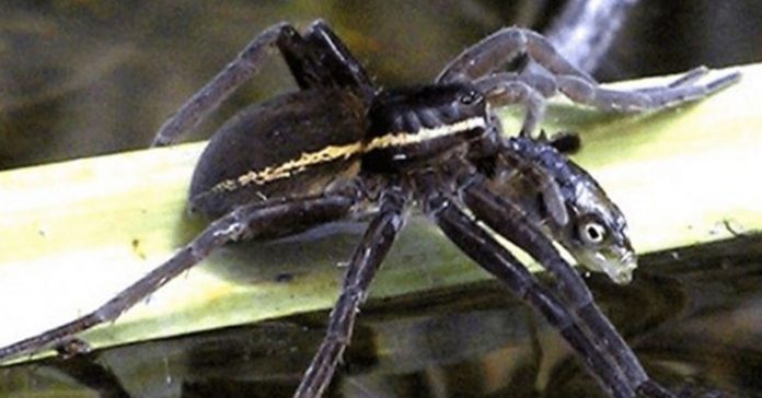 Cientos de aranas gigantescas corren libres por las calles banner