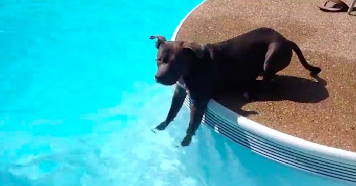 PB swimmies A