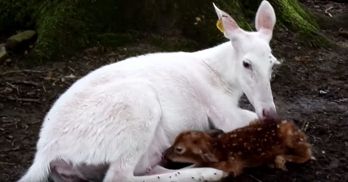 doe