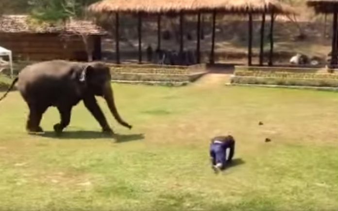 elephant