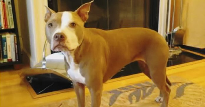 pitbull adiestrado muestra trucos y habilidades banner