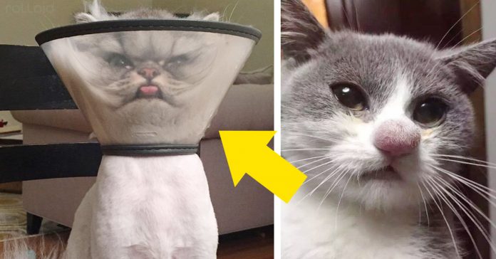 21 Gatos... Que ya no funcionan como Gatos 2 21 gatos que ya no funcionan como gatos