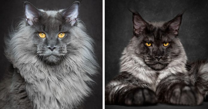 Estas imágenes te deslumbrarán con la increíble belleza de los Maine Coons 2 Estas imagenes te deslumbraran con la Increible belleza de los Maine Coons banner