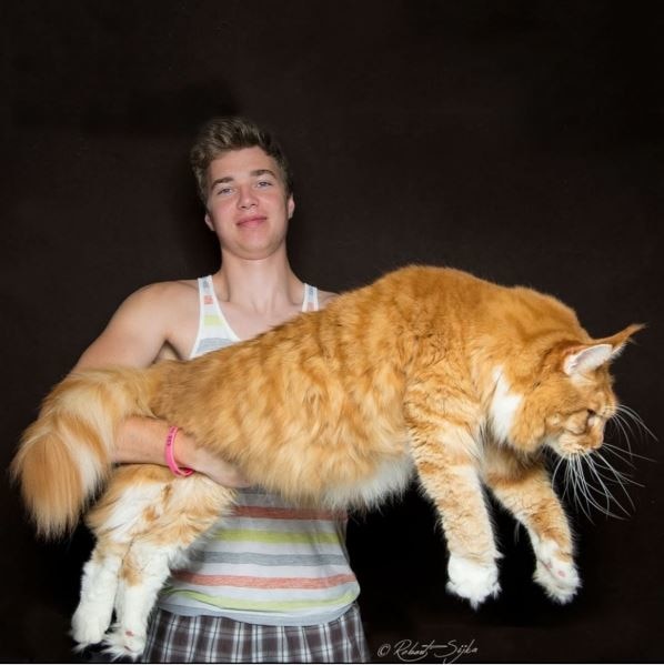 estas-imagenes-te-deslumbraran-con-la-increible-belleza-de-los-maine-coons {keyword}