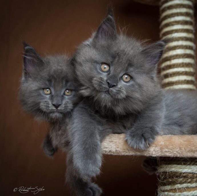 estas-imagenes-te-deslumbraran-con-la-increible-belleza-de-los-maine-coons {keyword}