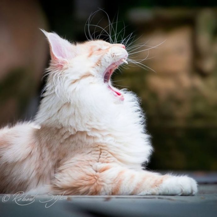 estas-imagenes-te-deslumbraran-con-la-increible-belleza-de-los-maine-coons {keyword}