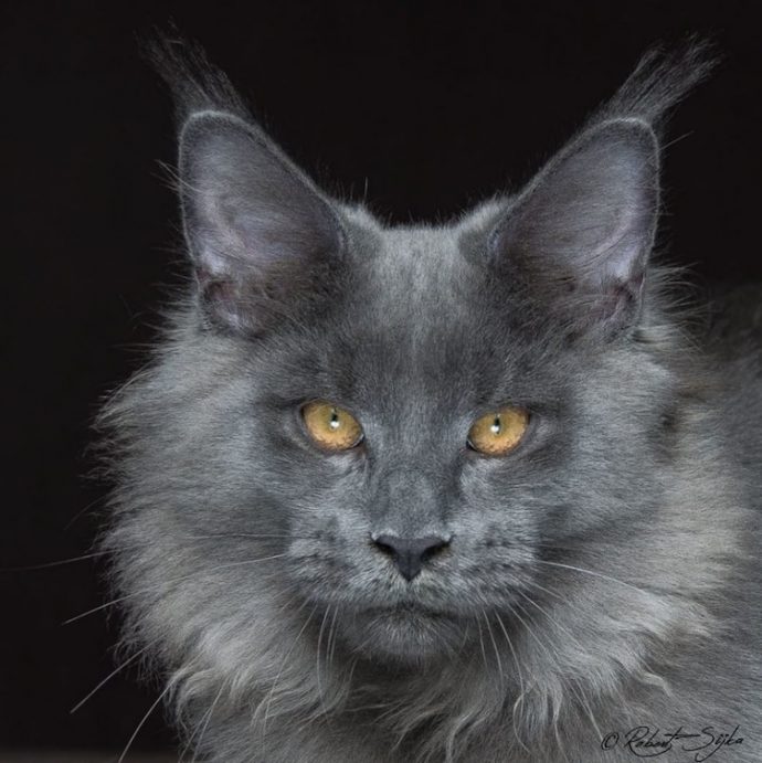 estas-imagenes-te-deslumbraran-con-la-increible-belleza-de-los-maine-coons {keyword}