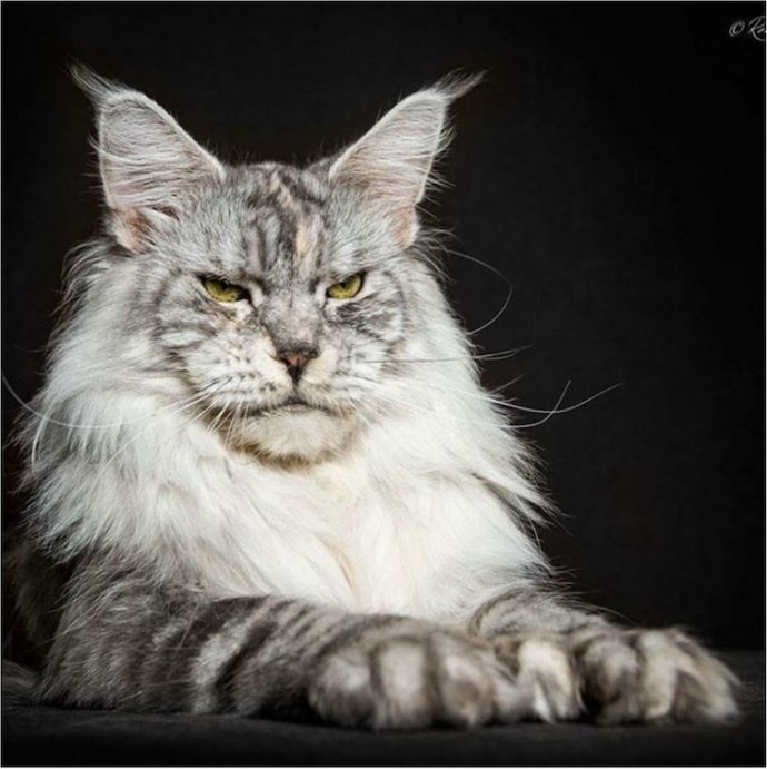 estas-imagenes-te-deslumbraran-con-la-increible-belleza-de-los-maine-coons {keyword}