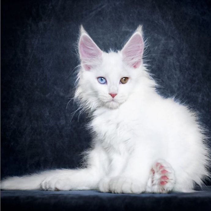 estas-imagenes-te-deslumbraran-con-la-increible-belleza-de-los-maine-coons {keyword}