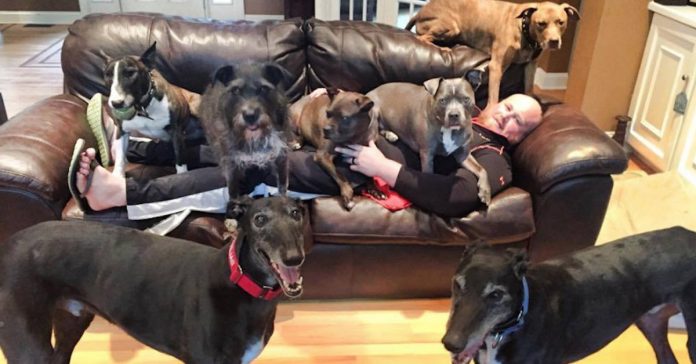 este hombre reunio 8 perros rescatados hacer con dos colchones banner