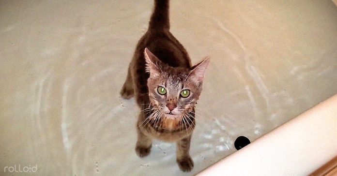 gato excepcion confirma regla banarse agua