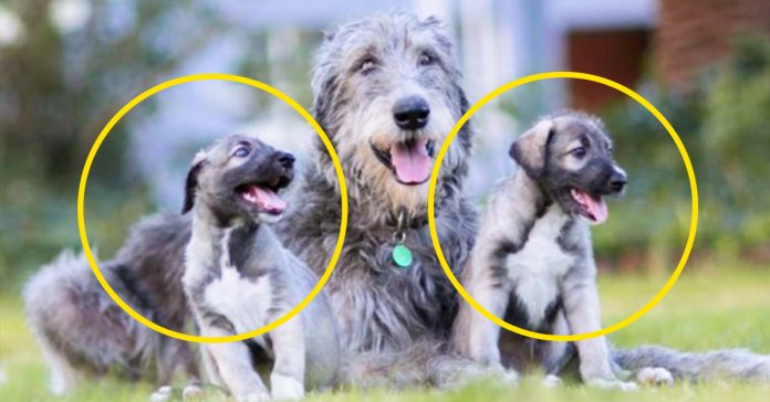 una perra da a luz a dos cachorros gemelos la primera vez en la historia que ha ocurrido banner