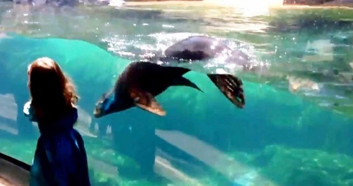 little girl plays tag with a sea lion featured 1024x538