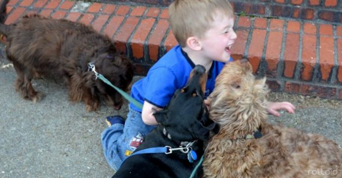 17 razones perros mejoran tu vida