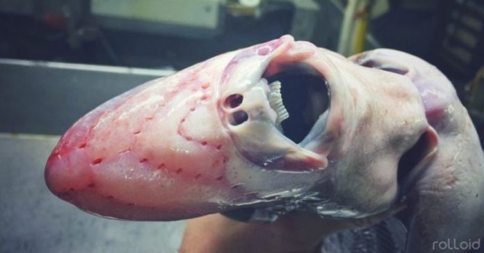 19 terroríficas criaturas del fondo del mar 2 19 terrorixxficas criaturas del fondo del mar banner
