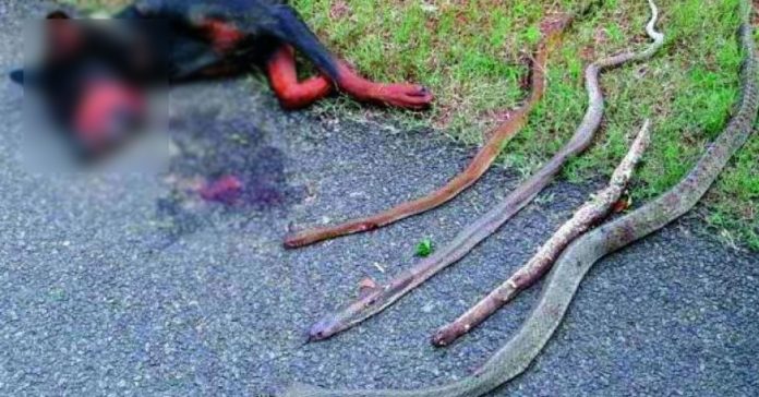 Una familia sale disparada al jardín tras un fuerte aullido en medio de la noche 2 aullido perro en medio de la noche atacando cobras banner