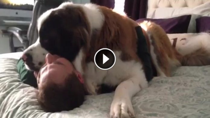 dog snuggle