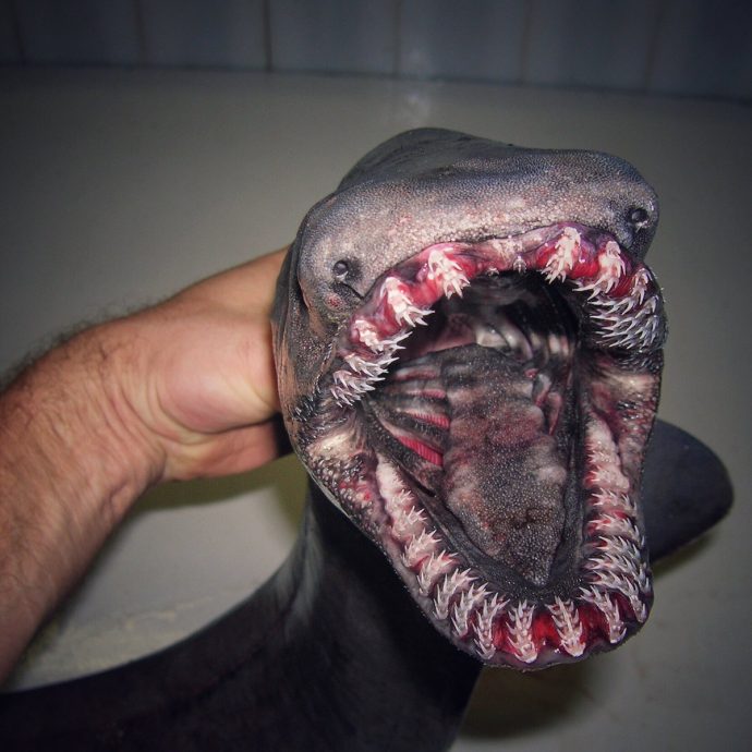 las-terrorificas-criaturas-del-fondo-del-mar {keyword}