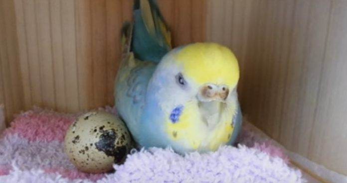 parakeet 1