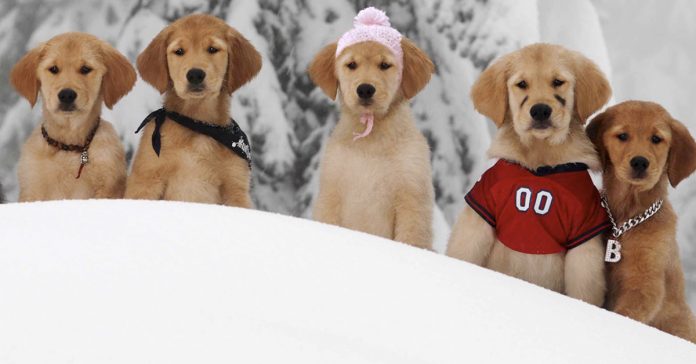 5 cachorros murieron durante el rodaje de la pelicula 22cachorros en la nieve22 banner