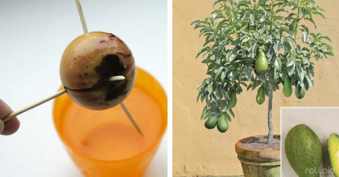 arbol aguacate casa banner