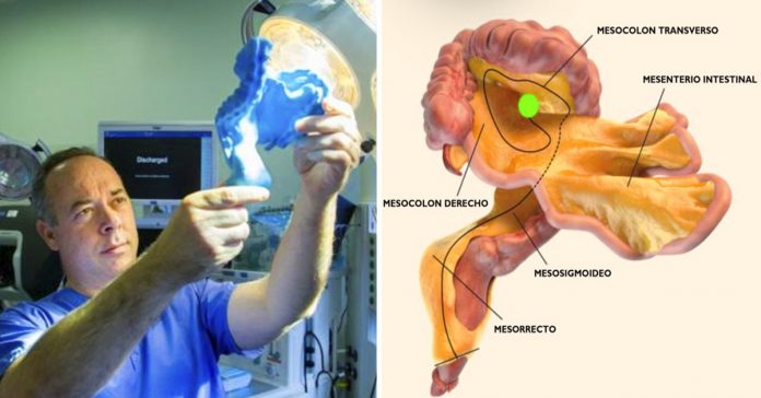 descubren un nuevo y flamante organo en el cuerpo humano banner