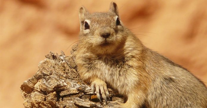 9 fascinantes curiosidades sobre las ardillas que probablemente no sabias banner