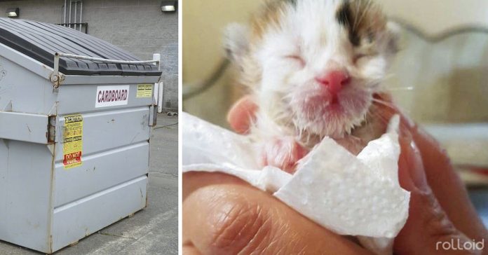 encontro un gatito llorando dentro de un contenedor pero no sabia lo extrano y valioso que era banner