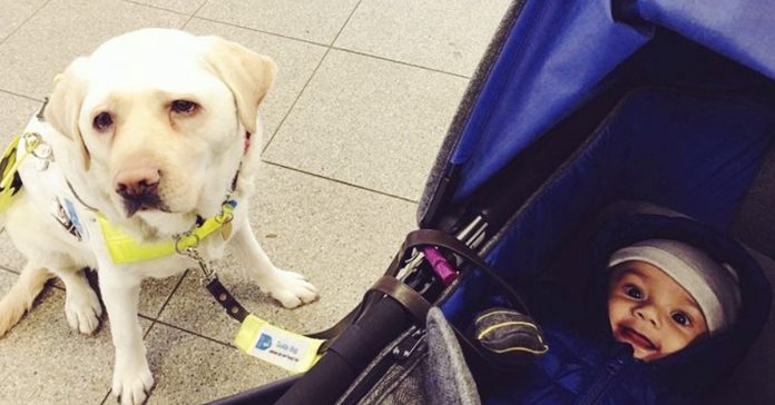 gopro en perro de servicio para ver el abuso que reciben