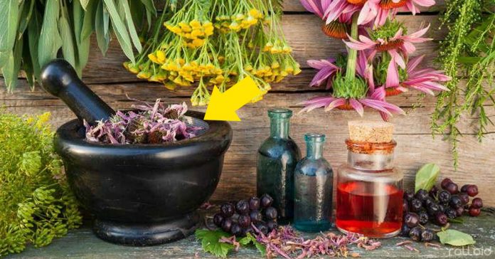 20 hierbas curativas medicinales que puedes cultivar en casa banner