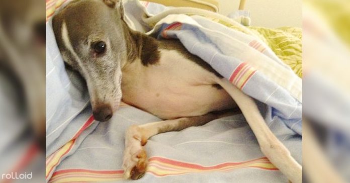 perro triste deprimido hace viaje que le cambia la vida banner