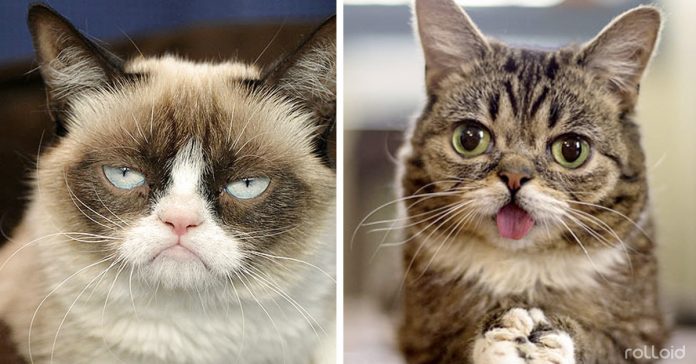 razones psicologicas por las que los gatos son tan populares banner
