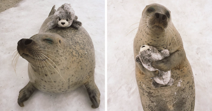 seal cuddles plush toy fb