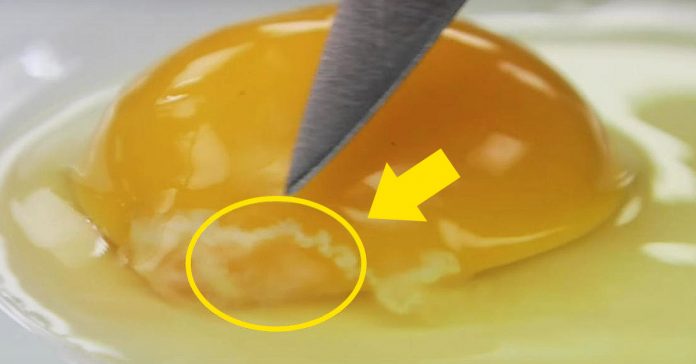que ocurre comer huevos crudos banner
