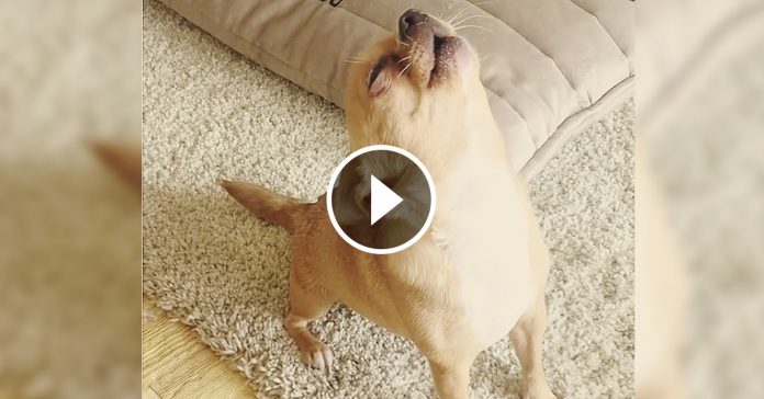 miso el chihuahua que canta video banner