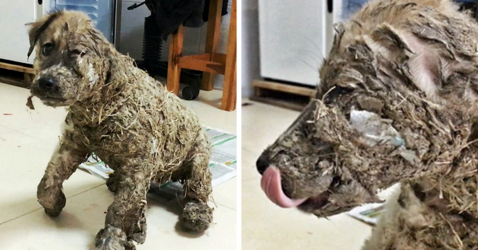 puppy covered clue rescued pascal fb2